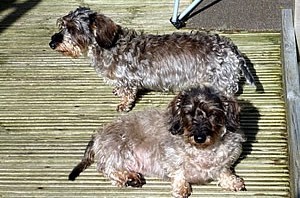 Tilly and Toffee sunbathing in the garden at Bullocks Horn Cottage Bed And Breakfast