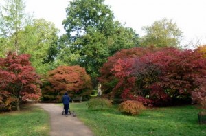 Westonbirt Arboretum
